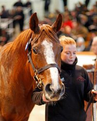 Dam of Mukhadram Brings 750,000gns at Tatts