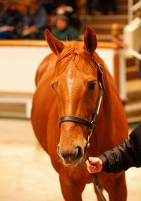 Mastercraftsman’s Sister New Tatts Topper at 900,000gns