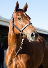Amanpour Tops Day Three of Magics Broodmare Sale at $1.5 Million