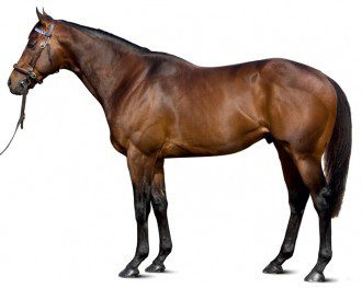 Poets Voice Colt Impresses at Ripon