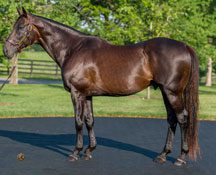 Bellamy Road Filly Takes the ‘Land’ Route to the ‘Sea’side