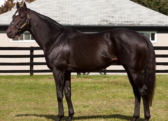 Court Vision Colt Gives Sire First Winner at Belmont
