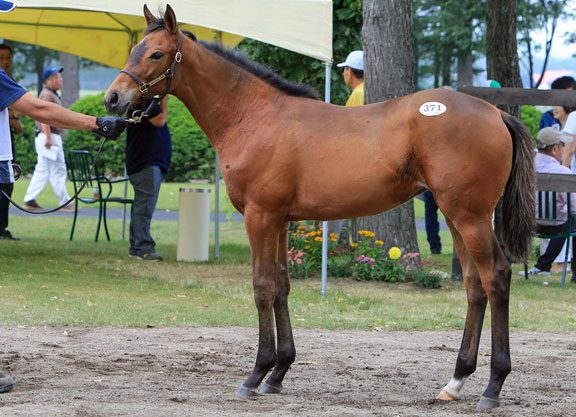 Weemissfrankie Filly Stars at JRHA Foal Sale
