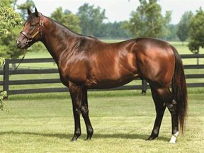 Sky Mesa Filly a ‘Rising Star’ at Woodbine