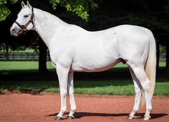 Tapit Weanling Out Of Refugee Sells for $1.3 Million