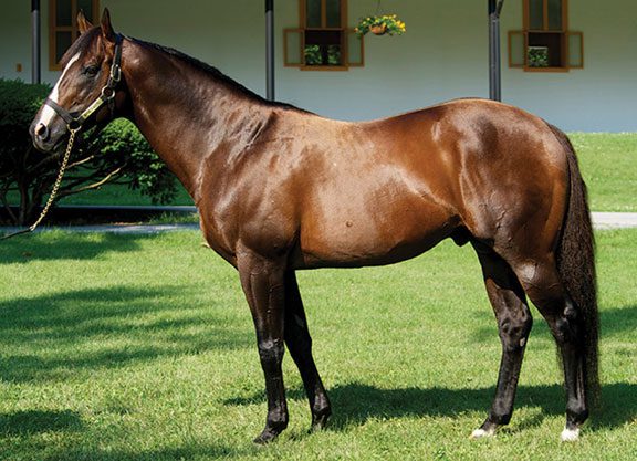 War Front Colt Graduates in Deauville Unveiling