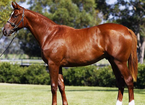 Aussie-Bred Tapit Graduates in Japan