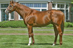 City Zip Filly Hears the ‘Call’ at Woodbine