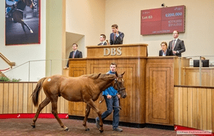 Casamento Colt Tops DBS Opener