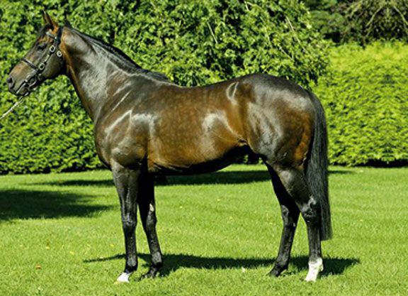 Tattersalls Release Book 1 Catalogue