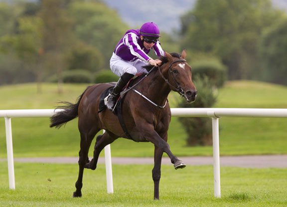 Kingfisher Out To Book Leger Ticket