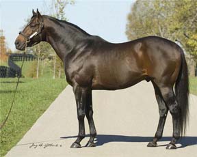 Malibu Moon Filly Stars at the Spa