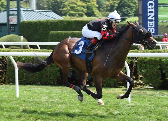 Bargain Hat Trick Gelding Registers Spa Upset