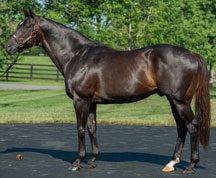 More Than Ready Colt Breaks Through at the Spa