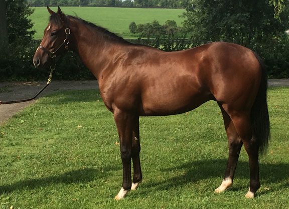 Scat Daddy Firster Dominates at the Spa