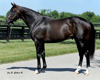 Tizway Sires First Winner at Woodbine