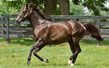 Twirling Candy Filly Up Late at Keeneland