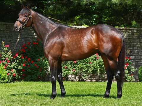 One ‘Mo’ Winner for Leading Freshman Sire