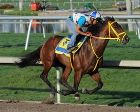 Wildcat Red Headed to the Forego