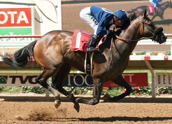 Hard Spun Colt Wows at the Seaside, Becomes Rising Star