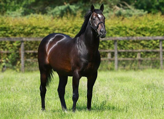 Daughter Of Dansili a New Rising Star At Kempton