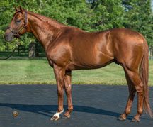 Drosselmeyer Miss Annexes Twin Spires Contest