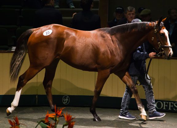 Frankel Filly Sells for €1.7-million at Goffs Orby