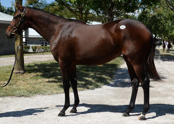 Well-Related Bernardini Filly Follows in Sibs’ Hoofprints