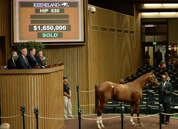 Tapit Colt the New KEESEP Topper