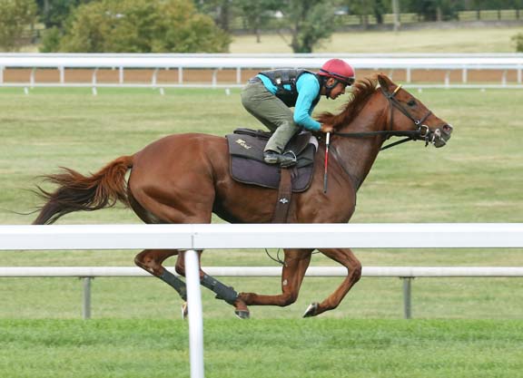 Judy the Beauty Gets Green Light for TCA