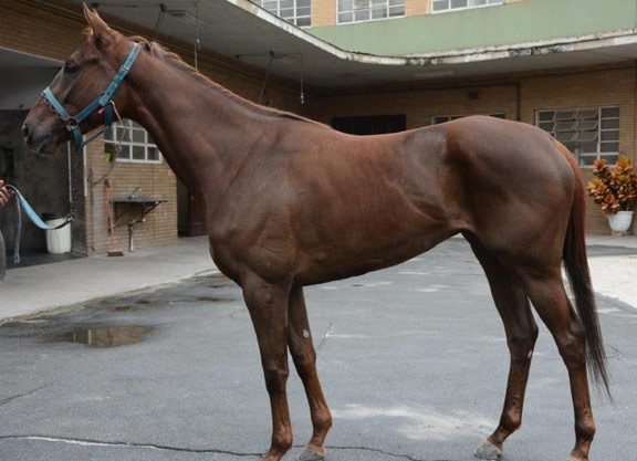 Team Valor Purchases Brazilian Champ