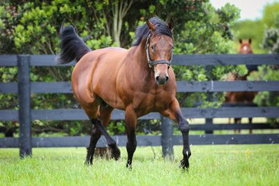 Makfi To Stay In France For 2016