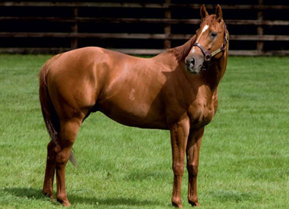 Raven’s Pass Colt Graduates In Warm Event At Galway