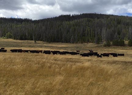 Fundraising Cattle Drive a Success for Horses and Hope