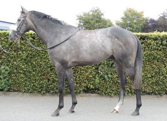 Edelpour Tops Champions Sale