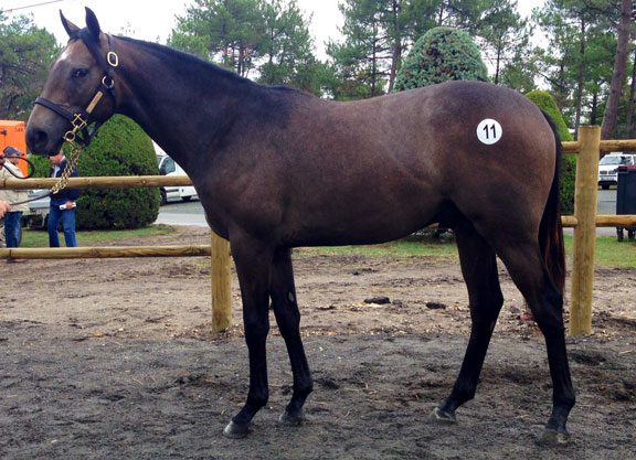 Mastercraftsman Colt On Top At Osarus