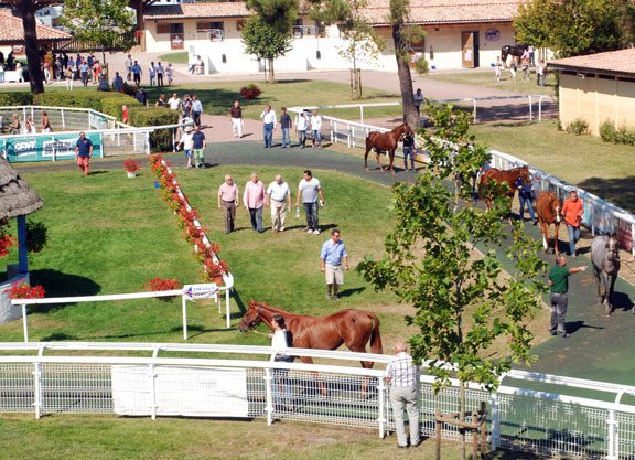 Osarus A Growing French Force