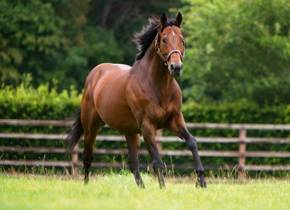 Teofilo Colt Impresses At Leicester