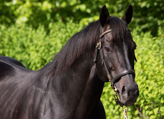 Cape Cross’ Moonlight Magic Prevails in Cork Debut