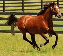 Discreetly Mine Colt Takes Juvenile Sprint