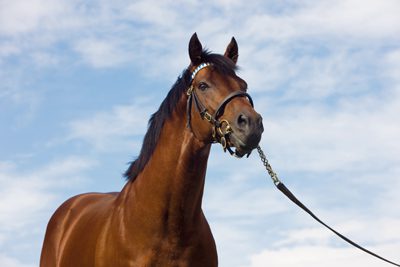 Dubawi Daughter of Dar Re Mi Strikes on Debut At Windsor