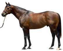 Elusive Quality Filly a ‘Rising Star’ at Woodbine