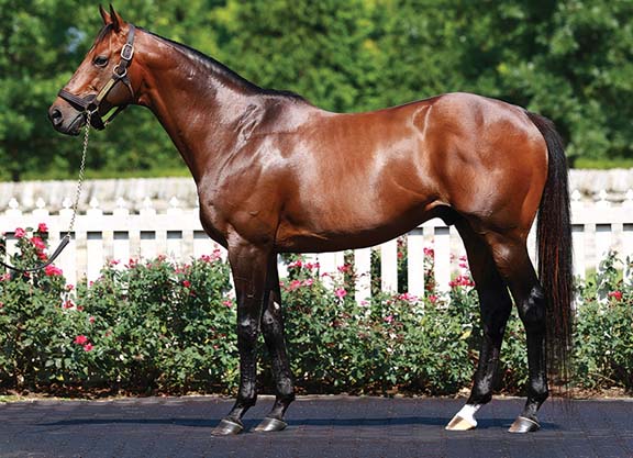 Gio Ponti Colt Tops OBS Fall Sale