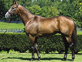 Harlan’s Holiday Filly Scores in Arcadia