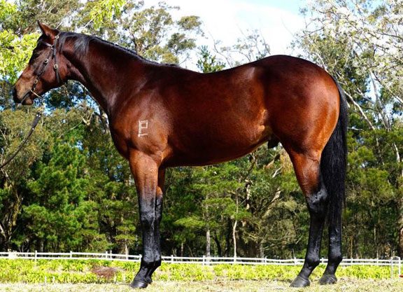 ‘Invincible’ Colt Sets New R2R Record