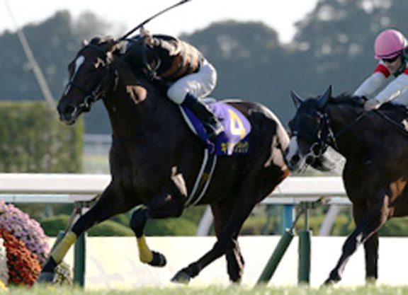 ‘Kitasan’ Triumphs in Kikuka Sho
