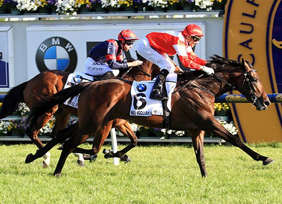 Khan A Boost To Antipodean Breeding