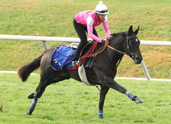 Solo Work No Problem for Nemoralia