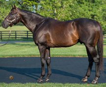 Pioneerof the Nile Filly Remains Unbeaten at Parx