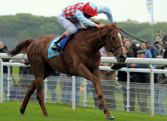 Dunlop Happy With Cup Pair